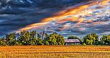 Golden Field At Sunrise_P1170521